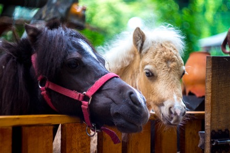 a beautiful ponies in a cage zooの写真素材