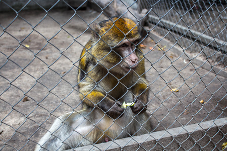Monkey eats bred in a cageの写真素材