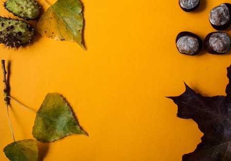 orange paper background with leaves and chestnuts autumn styleの写真素材