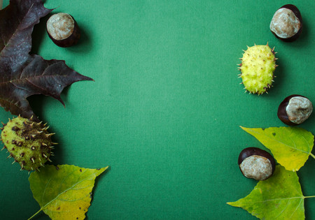 green paper background with leaves and chestnutsの写真素材