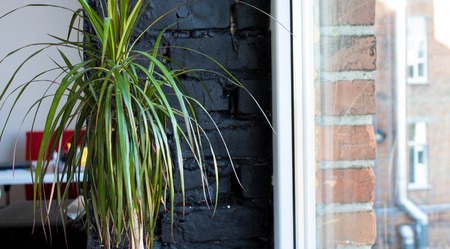 green growth in a flowerpot near the windowの写真素材