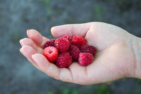 ripe juicy tasty raspberries in the hand of a girlの写真素材