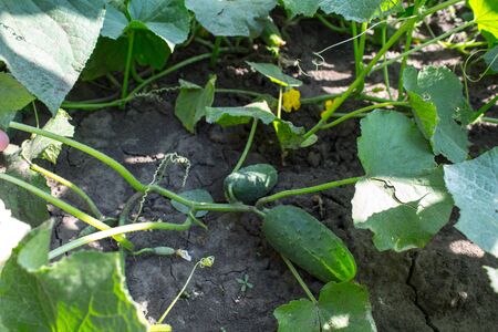 fresh ripe cucumber in the gardenの写真素材