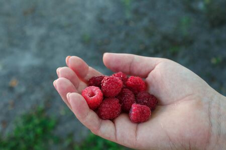 a ripe juicy tasty raspberries in the hand of a girlの写真素材