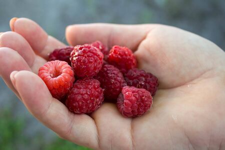a ripe juicy tasty raspberries in the hand of a girlの写真素材