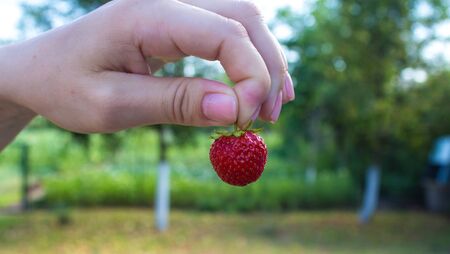 girl holds strawberries in hand against the background of the gardenの写真素材