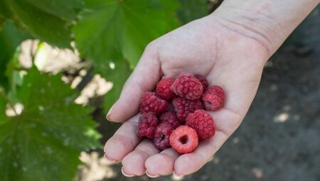 ripe juicy raspberries in women handの写真素材