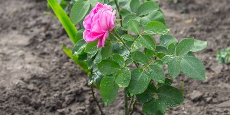 beautuful garden rose in the gardenの写真素材