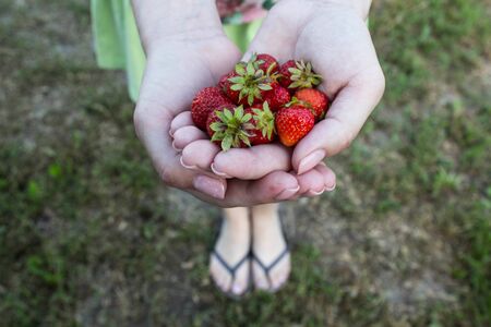 ripe juicy tasty strawberries on the palms of a girlの写真素材
