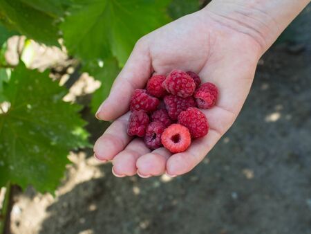 ripe juicy raspberries in women handの写真素材