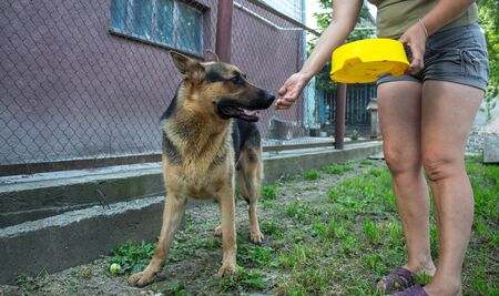 women with hands feeds a beautiful German shepherdの写真素材