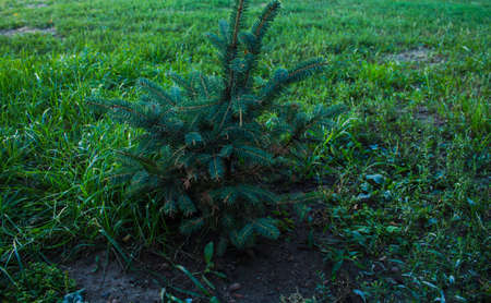 the litlle Christmas tree on a background of green grassの写真素材