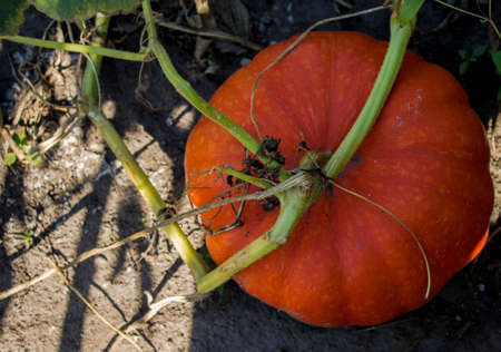 a ripe pumpkin in the sun in the gardenの写真素材