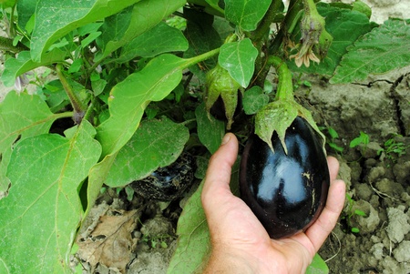 aubergine in the garden with man handの写真素材