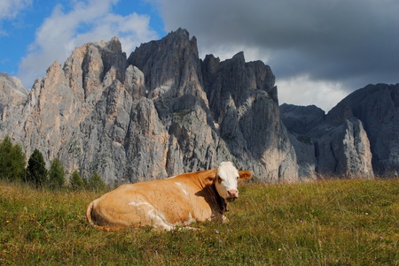 brown cow rests in the grass with alps backgroundの写真素材