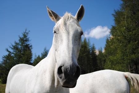 wonderful white male horse looking at cameraの写真素材
