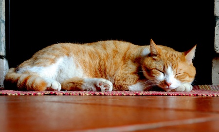 orange and white cat sleeping over red carpetの写真素材