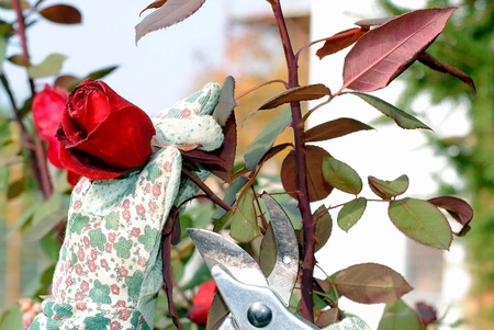 hand with garden gloves trims a rose