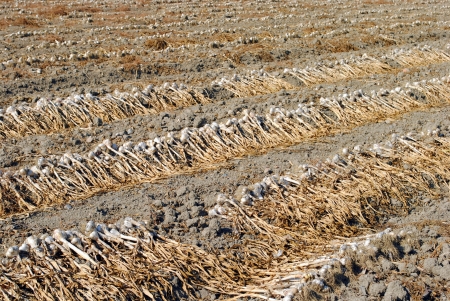 organic garling drying at the sun over the soilの写真素材