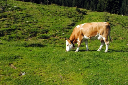 white and brown cow in a green grass meadowの写真素材