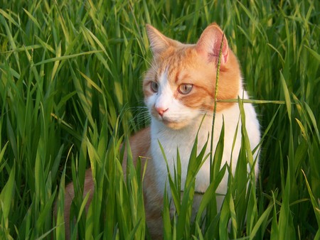 white and orange male cat in the grass