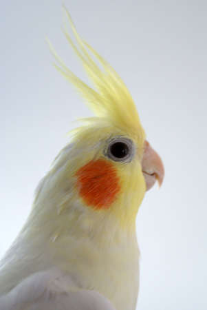 white birdの写真素材