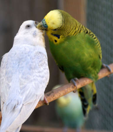 kissing parakeets