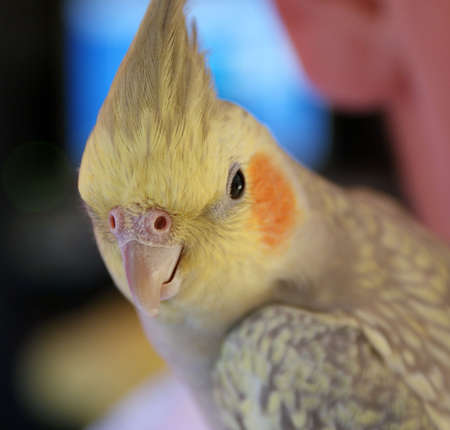 bird portrait