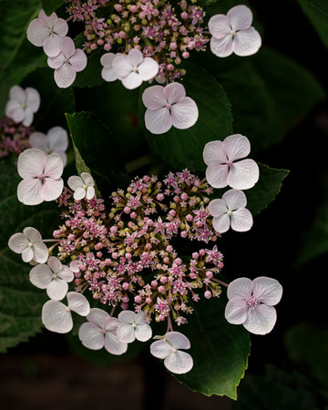 close up of hydrangea flowerの写真素材