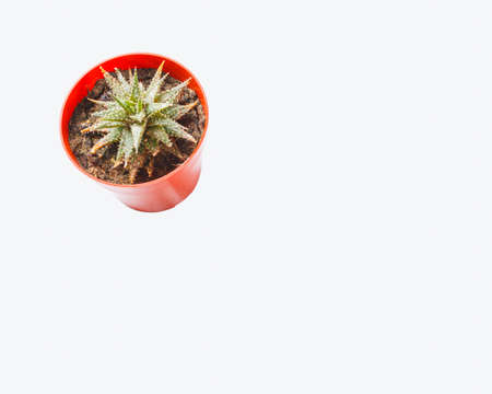 Horizontal photograph with Haworthia attenuata plant and copy space for text on right side, on white background. Photograph for design.の写真素材