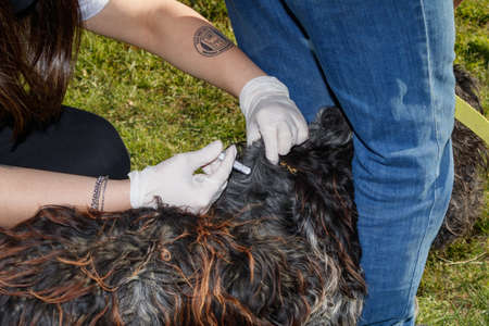 Vaccination of pets. Rabies prevention. Zoonotic diseases. Animal care.のeditorial素材