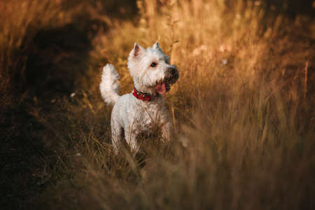 West highland white terrier dog standing in the fieldの写真素材