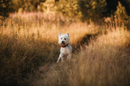 West highland white terrier dog standing in the fieldの写真素材