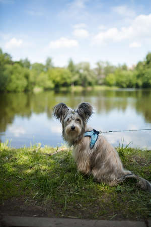 Cute Chinese Crested Dog Powder Puff sitting near the lakeの写真素材