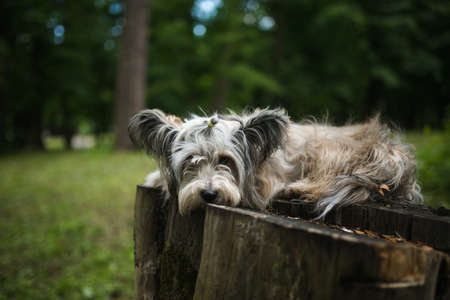 Cute Chinese Crested Dog Powder Puff lying on the stumpの写真素材