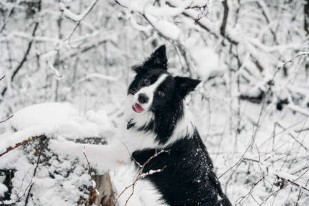 Black and white border collie dog in snowy winter forestの写真素材