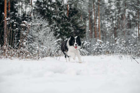 Black and white border collie dog running in snowy winter forest