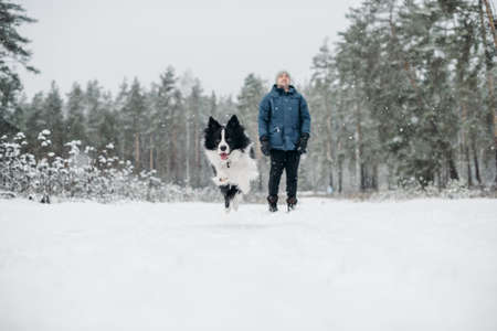 Man with black and white border collie dog in snowy winter forest