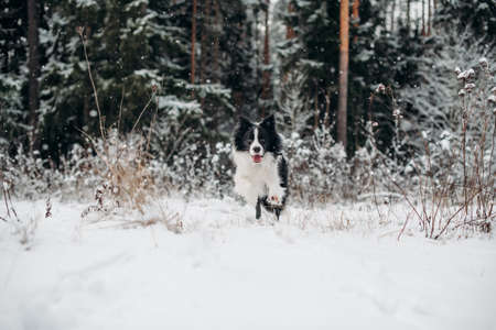 Black and white border collie dog running in snowy winter forestの写真素材