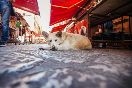 Red homeless dog lying on the market square background.の写真素材