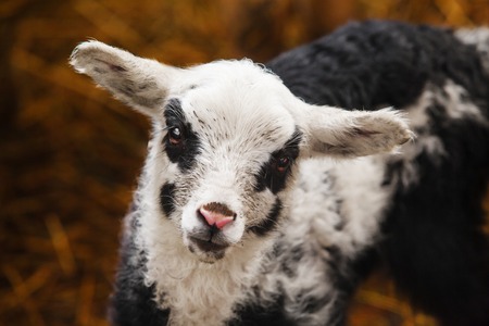 Sheep with black circles around eyes and on cheeksの写真素材