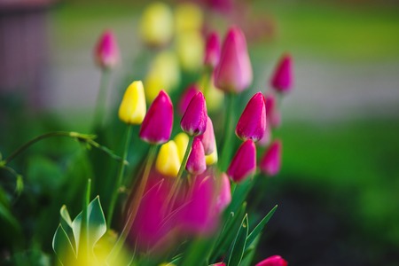 Colorful tulips on lawn. Pink and yellow water-lily flowersの写真素材