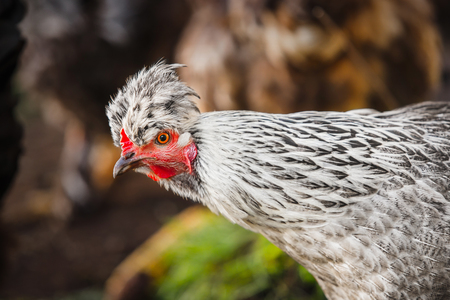 Chicken head with tuft. Silver-gray tint by Legbar breedの写真素材