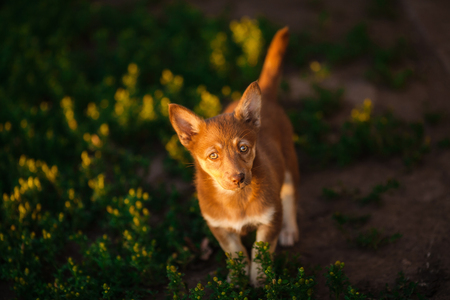 Brown playful puppy with looking top with turned up headの写真素材
