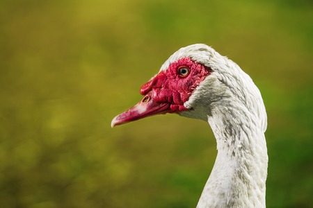 Musky duck or indoda on walk. White Muscovy birdの写真素材