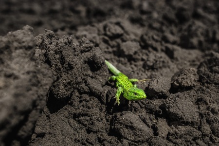 Bright green lizard close-up on groundの写真素材