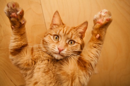 Red cat raised paws up portrait close-up on wooden background.の写真素材