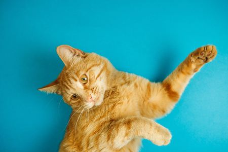 Smart long eared tabby cat with scornful look posingの写真素材