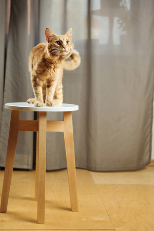Cute red cat standing on chair and going to stol something, funny feline with curved tail stands on stool and looks straightの写真素材
