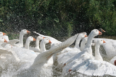 white geese in the riverの写真素材